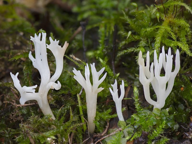 Ramariopsis kunzei Ramariopsis kunzei